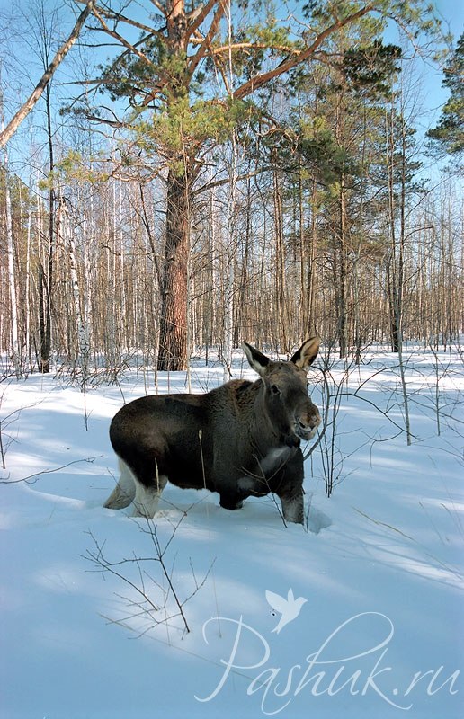 Тимур Максатович ))) | Сургут
