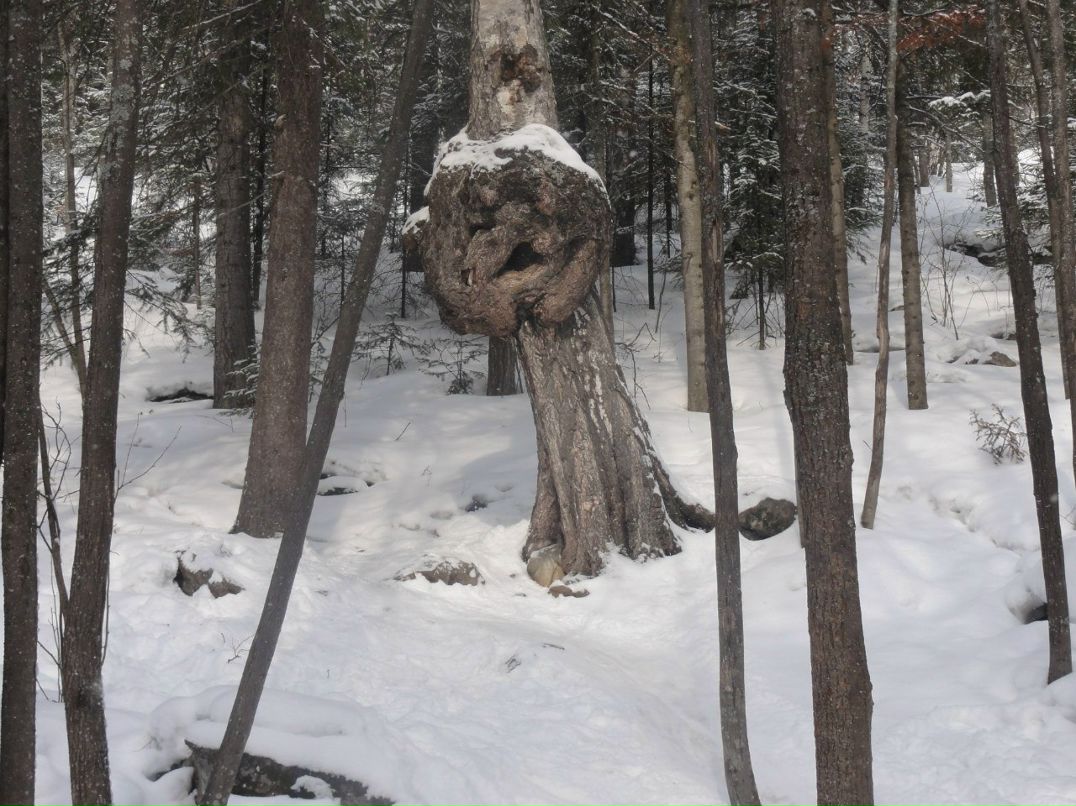 Алексей Настоящий | 