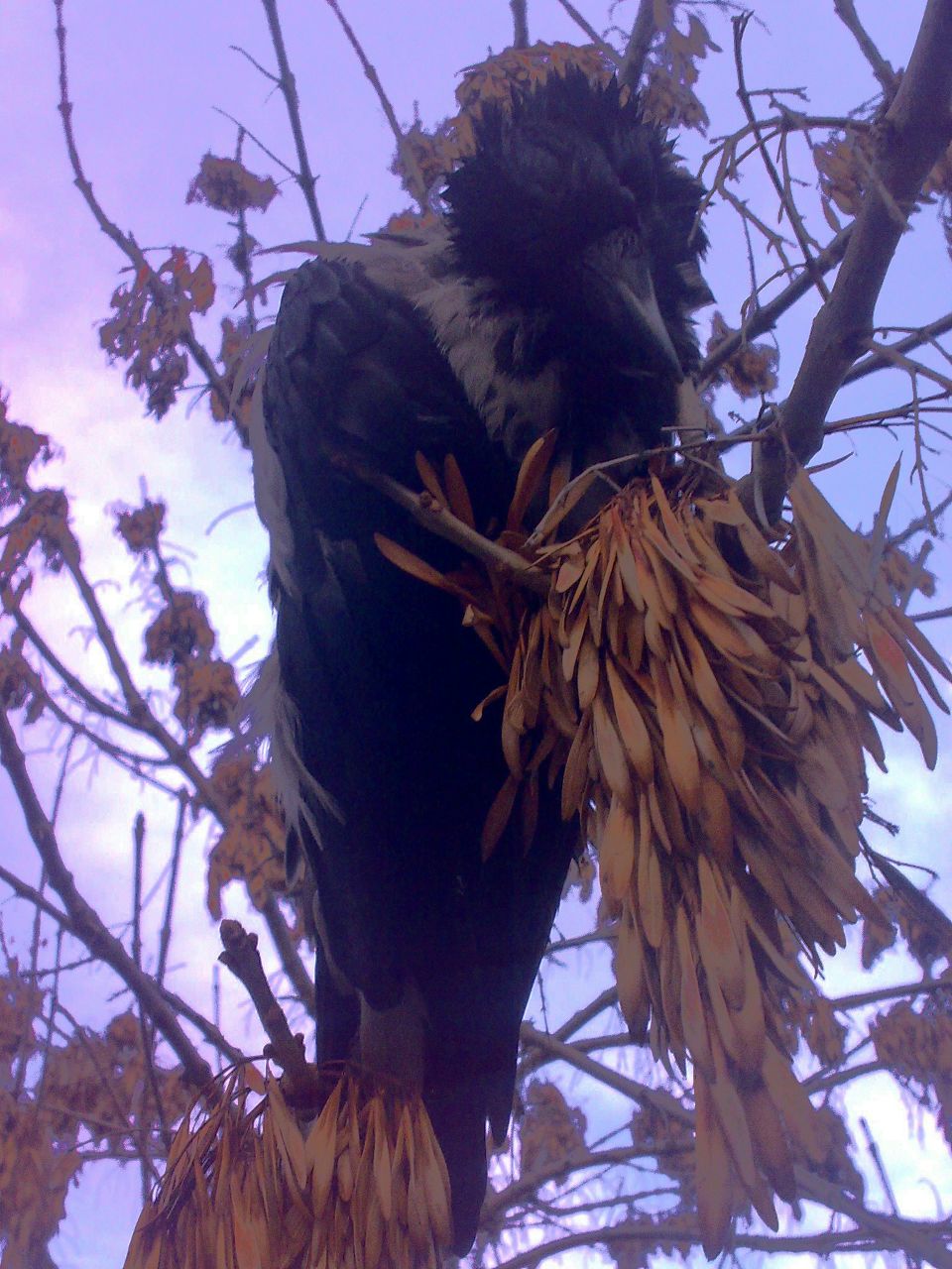 Роман Вишневский | 