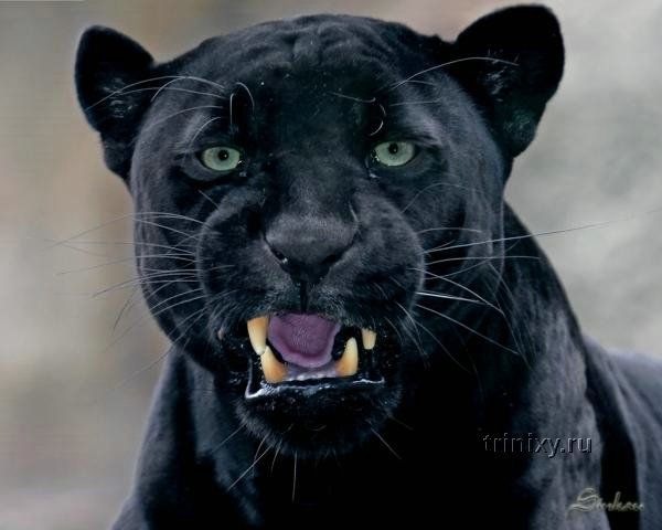 №38, Карина Сопилко, 35 лет, Черкассы №38, Карина Сопилко, 35 лет, Черкассы