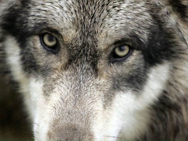 №39, Евгений Востриков, Пенза №39, Евгений Востриков, Пенза