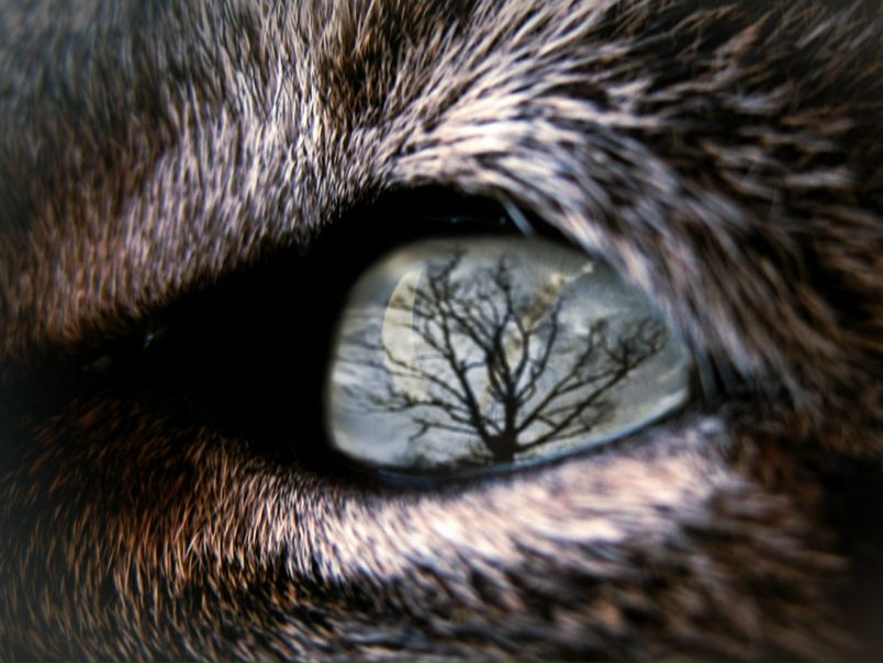 №3, ВоJI4@R@ RofL=), Москва №3, ВоJI4@R@ RofL=), Москва