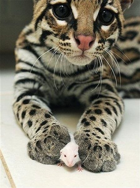 Надежда Компанцева | Самара