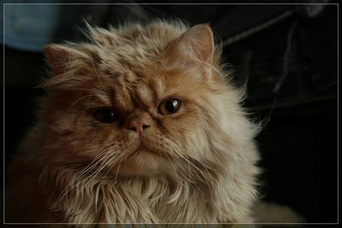 Максим Леонидов ۩ Maximus ۩ | Алматы