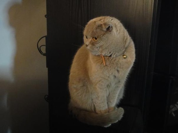 Beatrice Agarkova , | Limassol