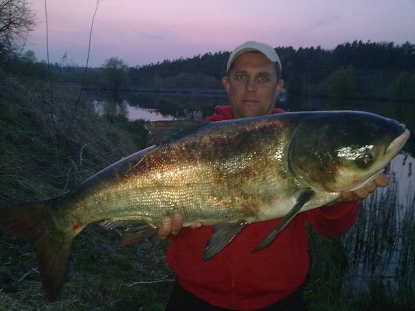 №17, Александр Ларик, 55 лет, Васильков №17, Александр Ларик, 55 лет, Васильков