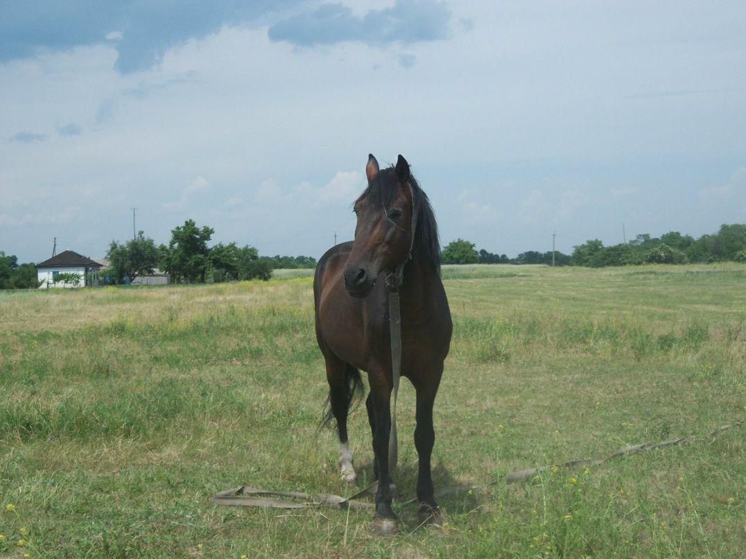 Роман Игнатовский | Каменское / Днепродзержинск
