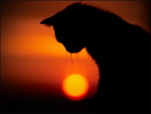 Галина Уразова Зайчик Злой | Новосибирск