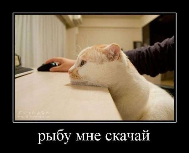 Basher Afeef | Москва