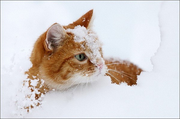 Анна Алексеева | Мурманск