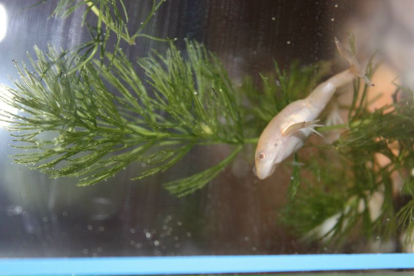 Катя Сарафанова | Севастополь