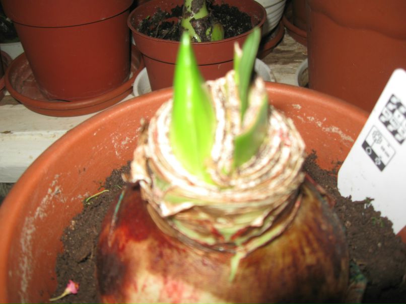 Юлия Колина | Тула