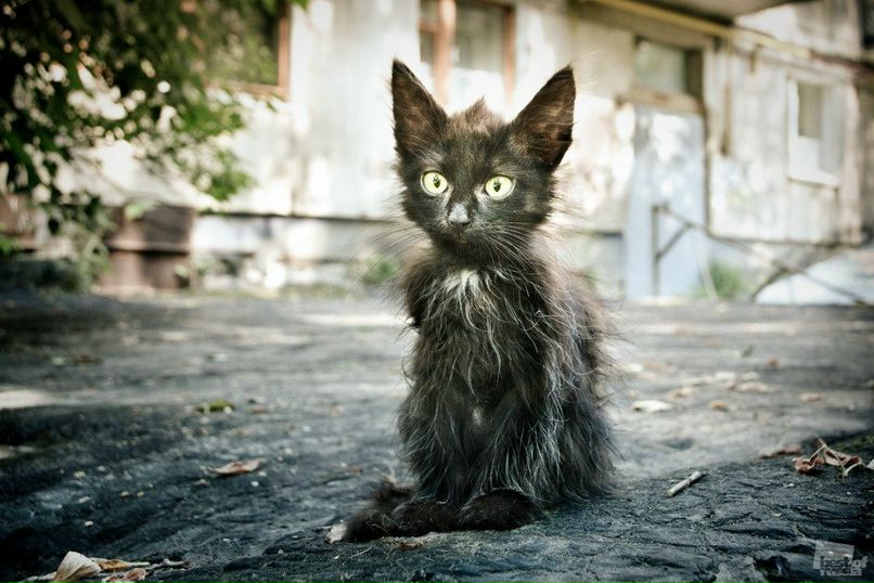 Ильдаp Хафизoв | Йошкар-Ола