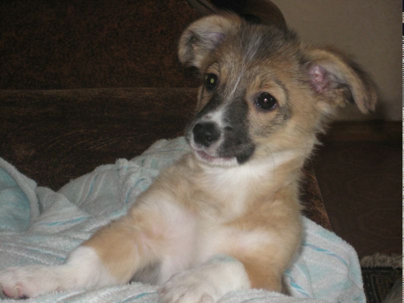 Матвей Кофанов | Донец / Червоный Донец