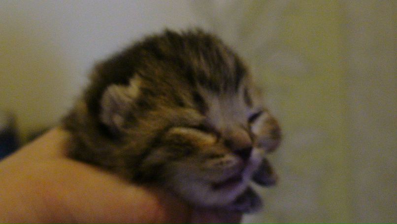 Наталия Свищёва | Вологда