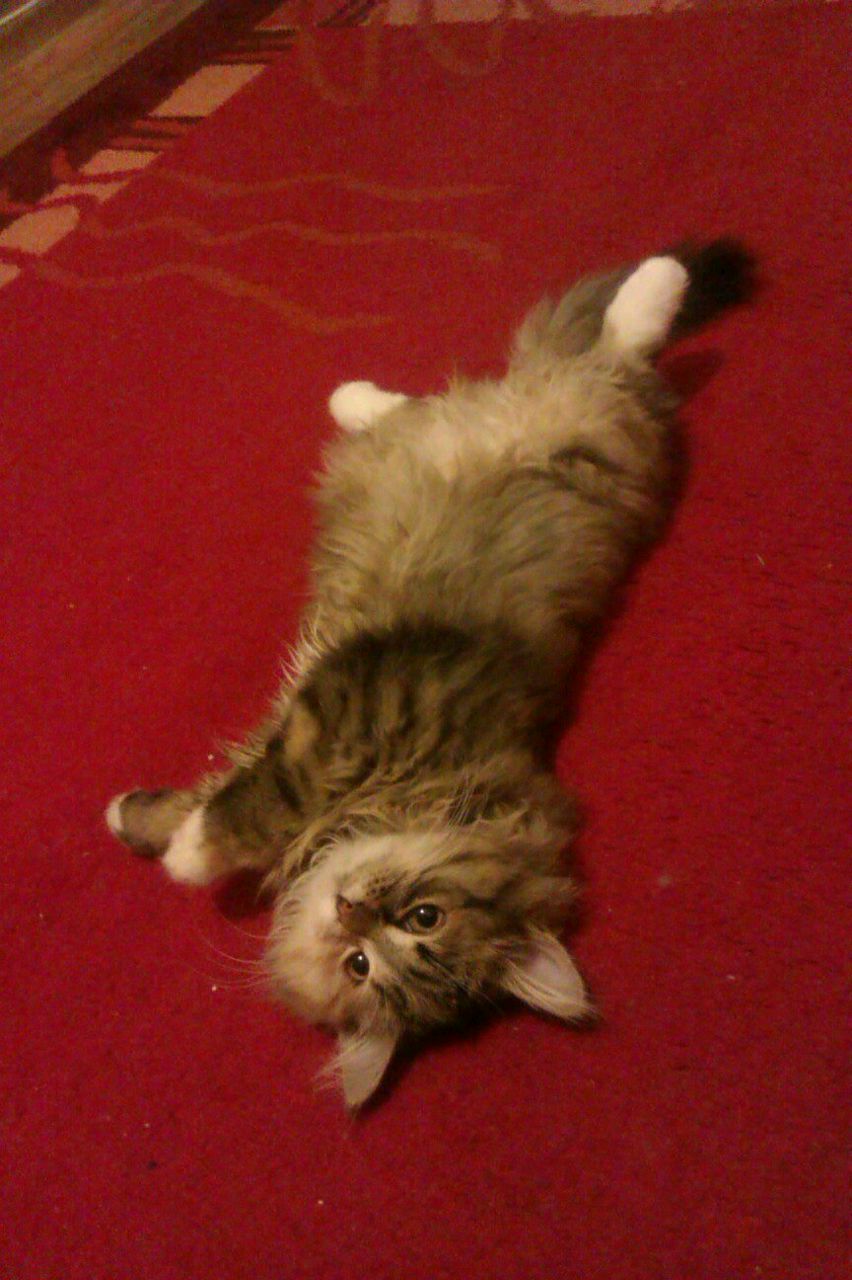 Михаил Бажин 