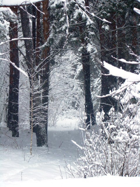 Алеся Сергеева ♥♥♥ | Киев