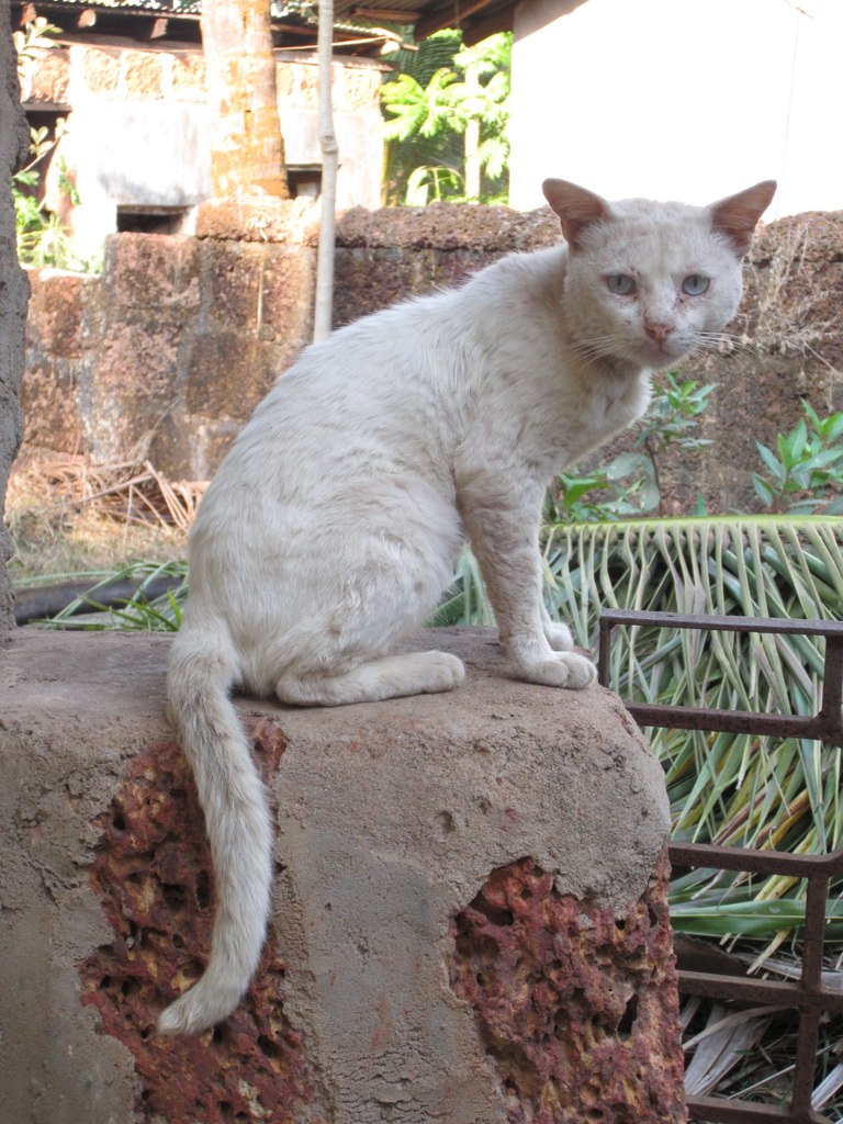Ашоот Пушнот | Москва