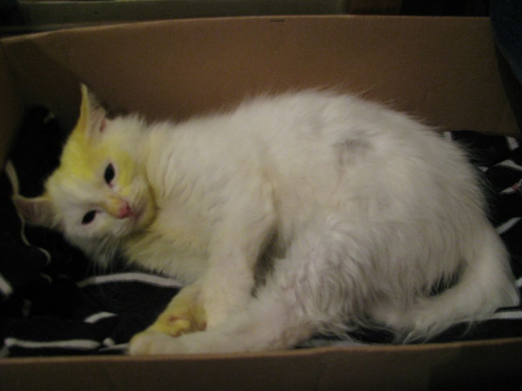 Анна Персиц | Санкт-Петербург