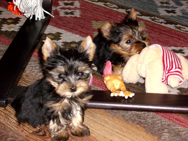 Александр Гринченко | Санкт-Петербург