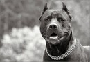 Фотография Иван Асташкин