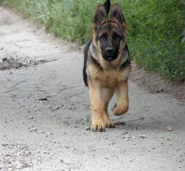 Александр Орлов Martini | Нижний Новгород