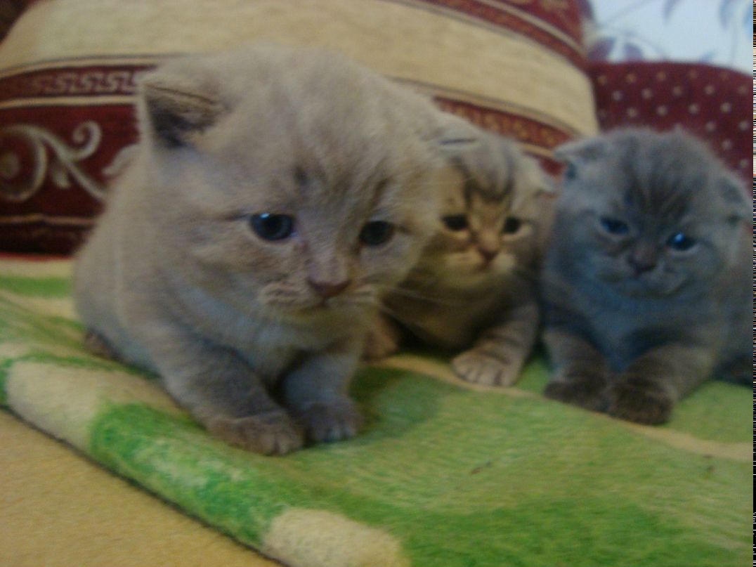 Юлия Астранина | Тамбов