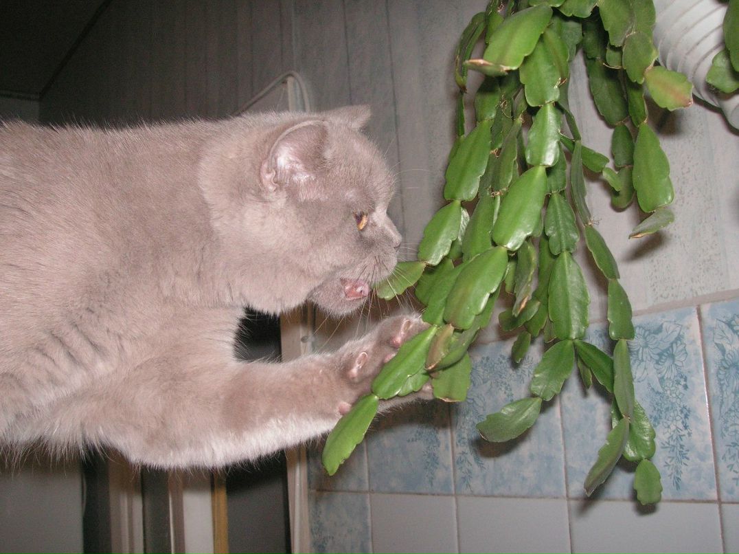 Игорь Волк Несторович | Киев