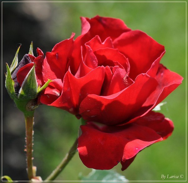 Марина Николаева | Липецк