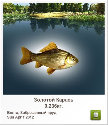 Николай Семенов | Санкт-Петербург