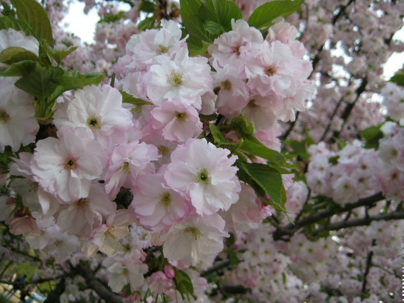 Михаил Козлов | Москва