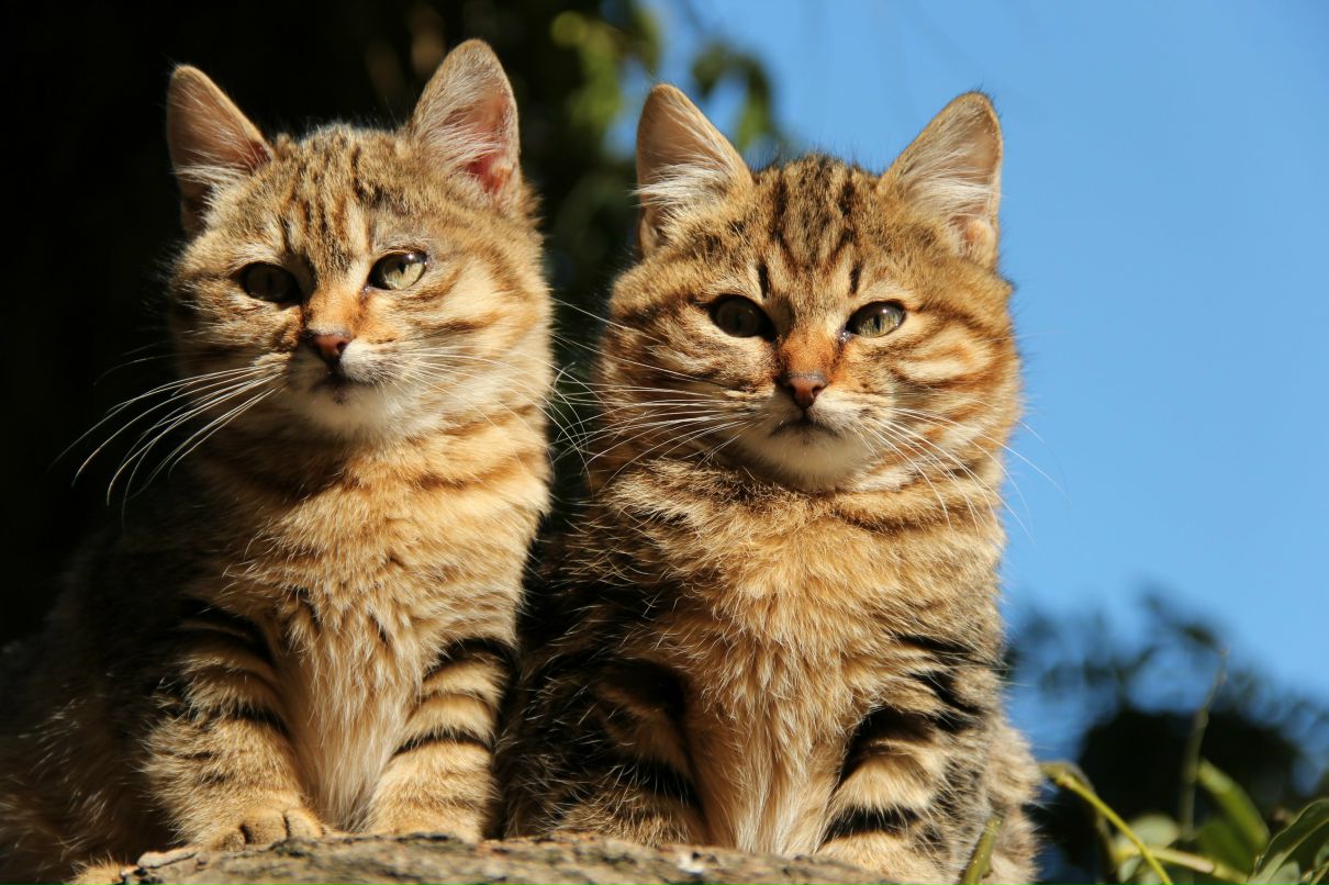 Ира Защекина Золушка | 