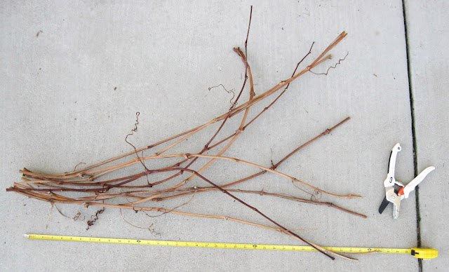 Анастасия Романова | Екатеринбург