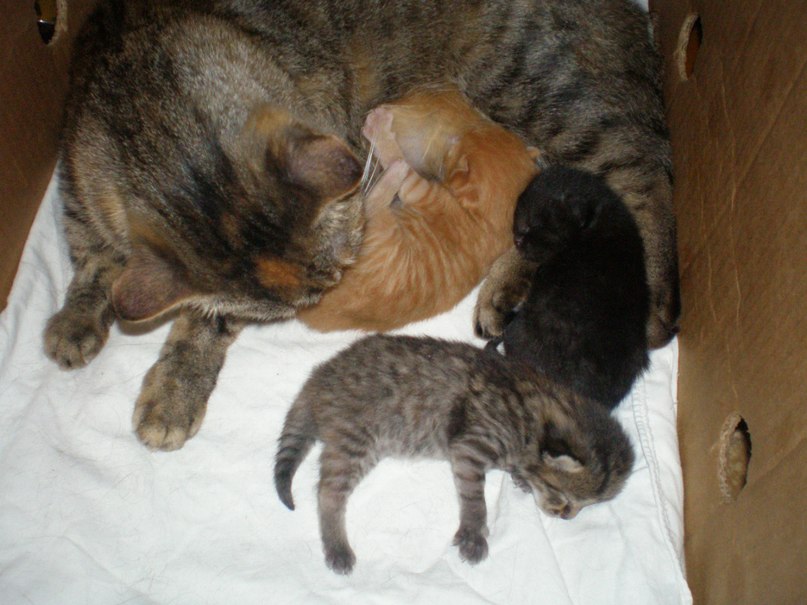 Виктория Денисова | Боровичи