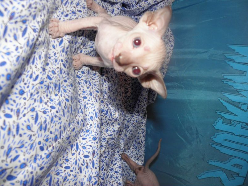 №65, Alexandra Sinyayeva, София №65, Alexandra Sinyayeva, София