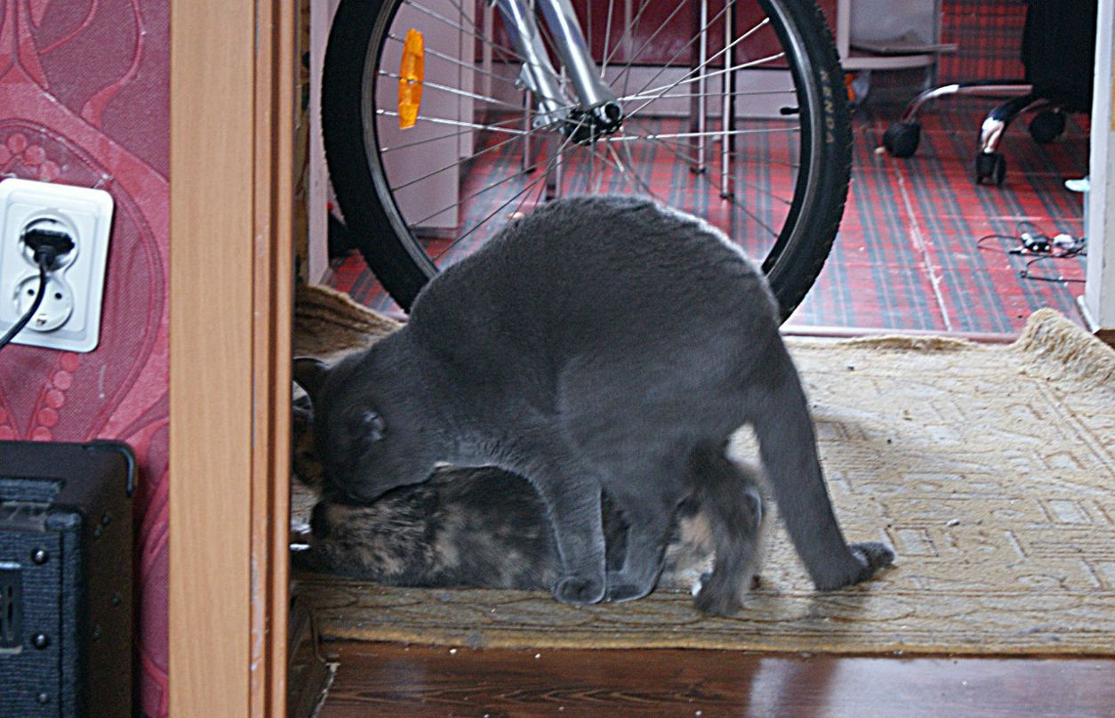 Melissa Lonehill Sova | Калининград