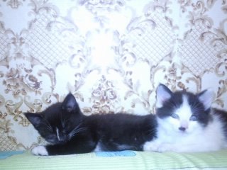 Елена Галибова | Вологда