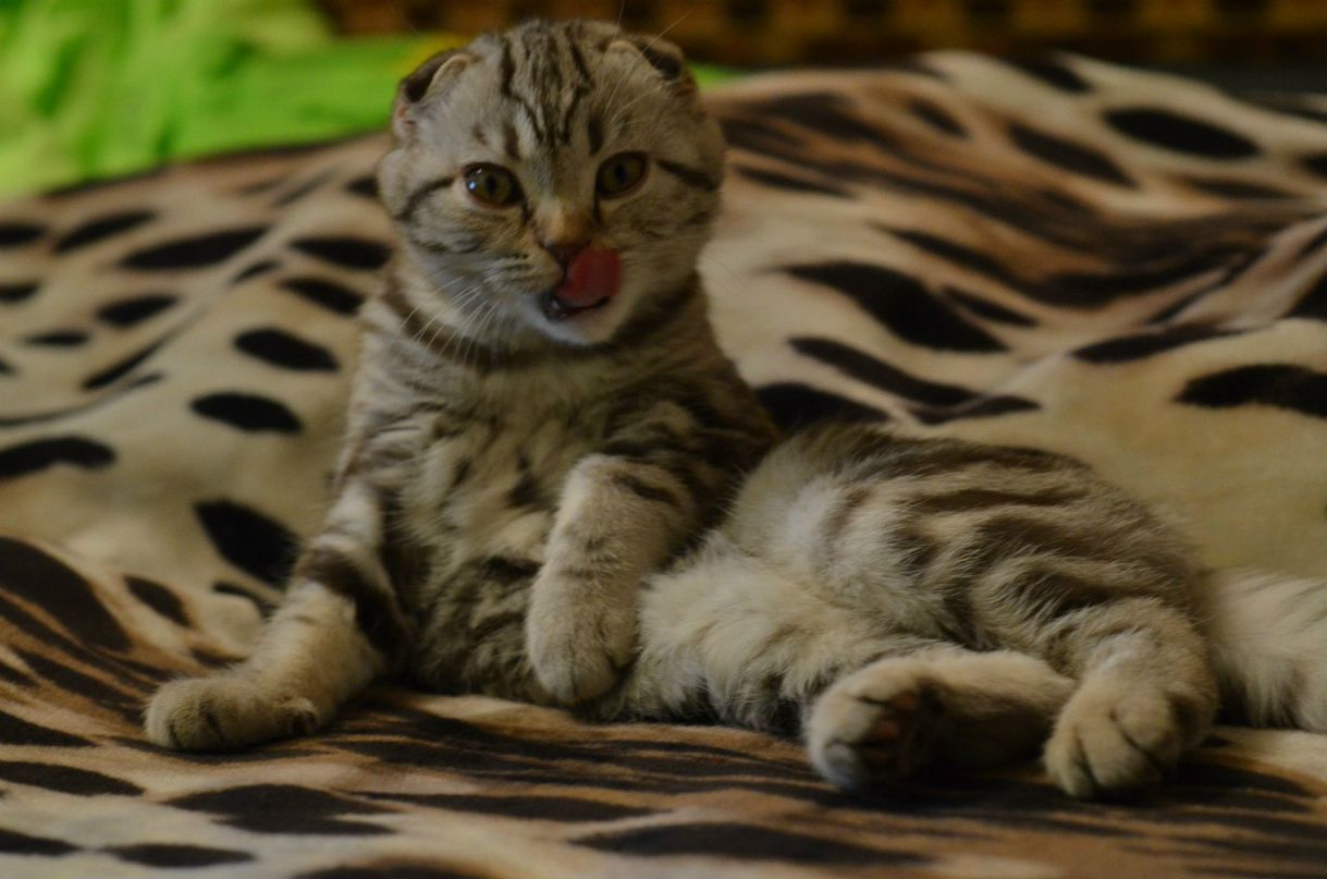 Натали Ростова ღ♥♫ ANGEL ♫ღ♥ | Санкт-Петербург