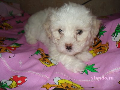 Петька Подорожко | Серпухов