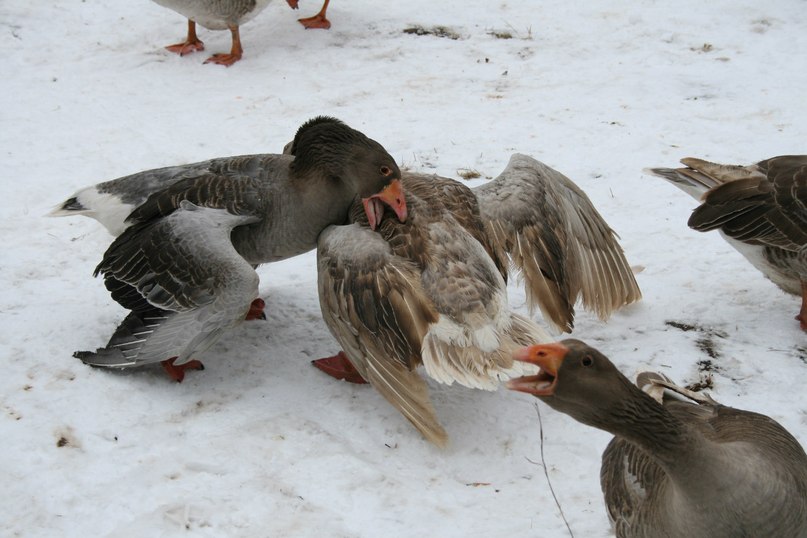 Светлана Плотникова | Нижний Новгород