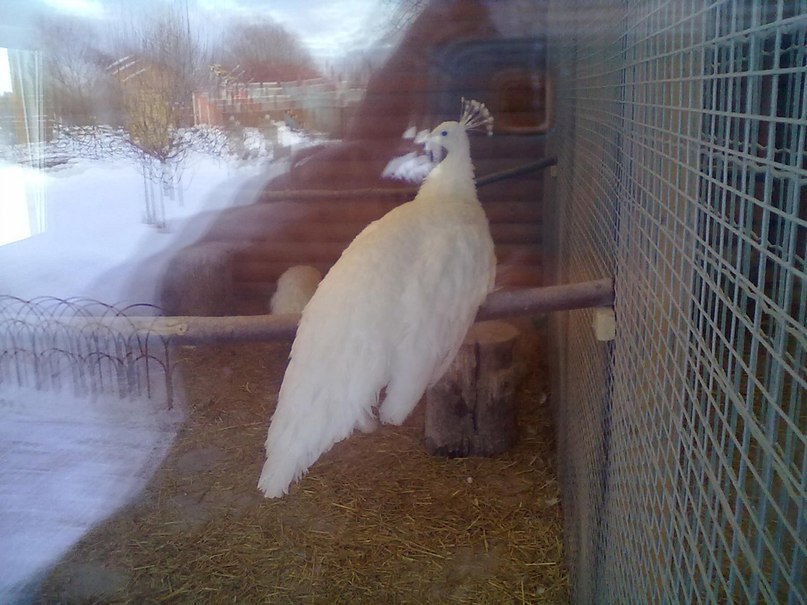 Екатерина Крафт | Тюмень