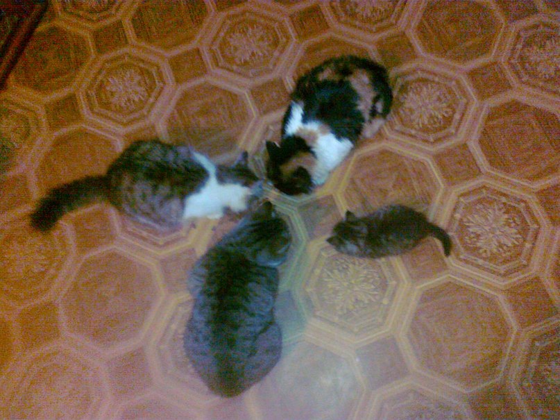 Михаил Шарков Александрович | 