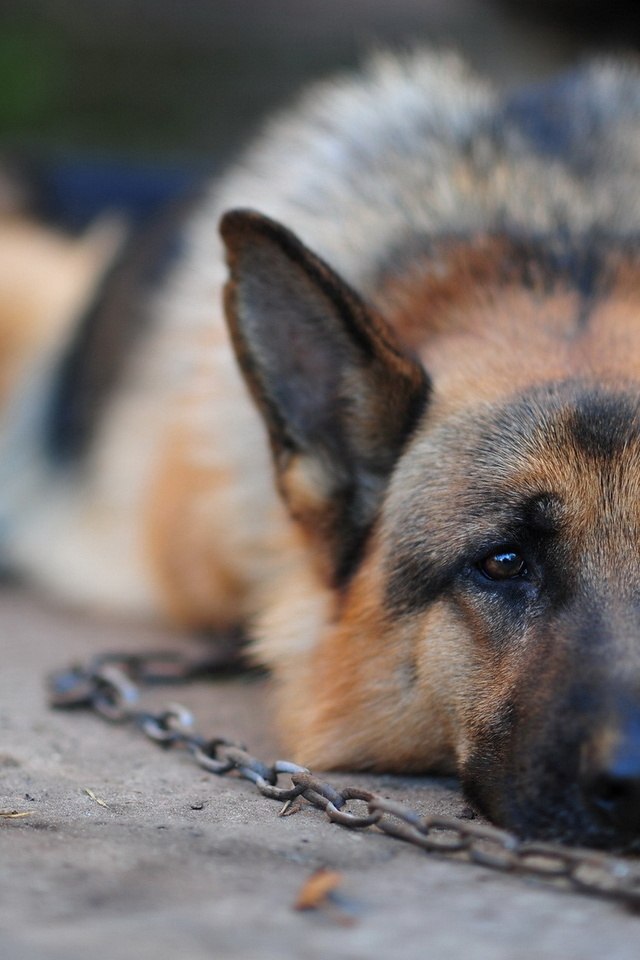 Андрей Бабкин | Lille