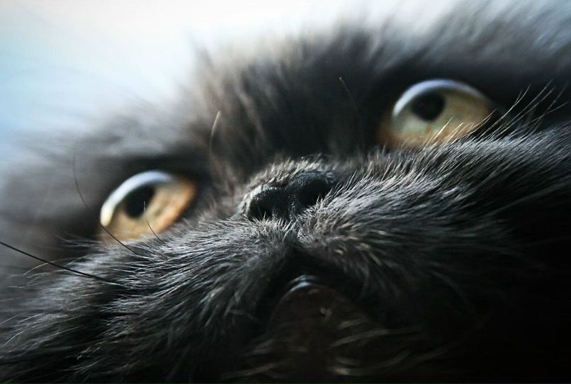 Вероника Егошина | Зеленоград