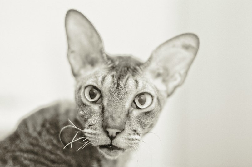 Дмитрий Якунин | Сыктывкар