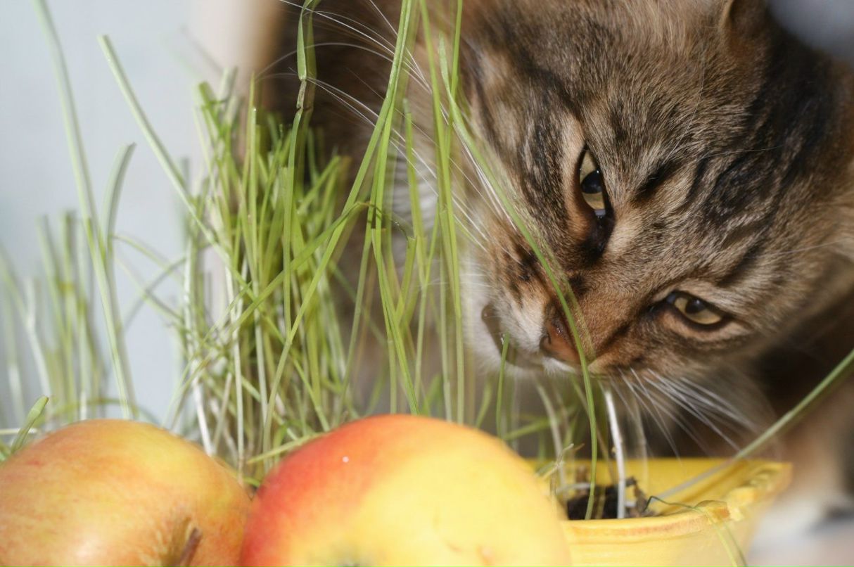 Евгений Владимирович | Североонежск