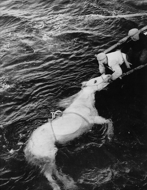 Соня Львова | Москва