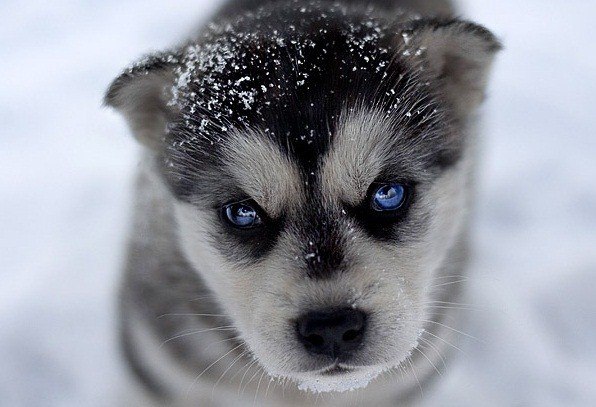 Елка Серёговна | Санкт-Петербург