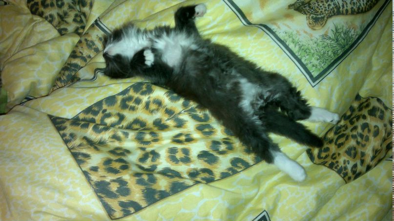 Ольга Толчанова ♥Raquel♥ | 