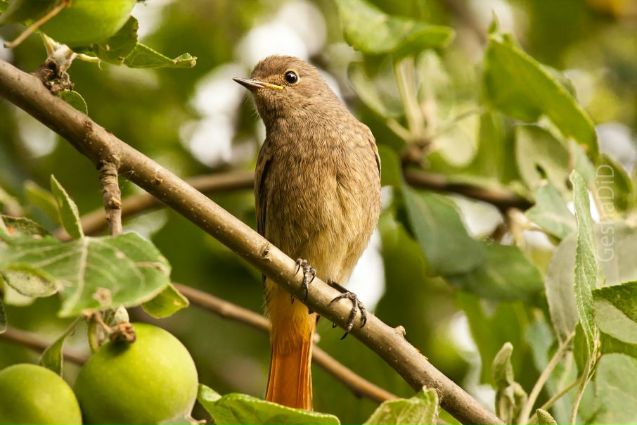 №43, Геннадий Шевченко, Харьков №43, Геннадий Шевченко, Харьков